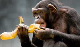 Bộ não con người phát triển hơn nhiều loài động vật khác là nhờ ăn cái này đây