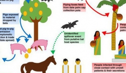Một virus lạ hiếm gặp mới bùng phát và giết chết 9 người ở Ấn Độ, đây là những gì bạn cần biết về nó