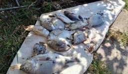 Xét nghiệm nước tìm nguyên nhân cá chết trải dài nhiều km trên sông