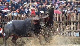 Bộ VH,TT&DL đề nghị Vĩnh Phúc tạm dừng lễ hội chọi trâu Hải Lựu