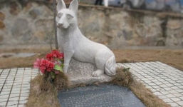 Chuyện cảm động về khoảnh khắc chú chó hy sinh cứu hàng chục người và đàn con nhỏ