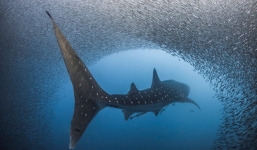 24h qua ảnh: Máy bay chở khách gãy đôi sau khi trượt khỏi đường băng