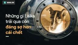 Nước mắt cô độc của Laika: Câu chuyện buồn của chú chó 'phi hành gia' Liên Xô