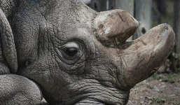 Rực sáng hy vọng hồi sinh loài tê giác trắng mới tuyệt chủng