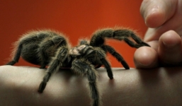 Chạm trán nhện độc, người nông dân bất ngờ khiến con vật chết thảm dưới bàn chân đầy bùn