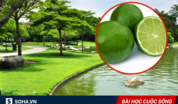 Nhìn thấy vài quả chanh trên mặt nước, hỏi 1 câu, nhà vua lập tức chọn được người cần tìm