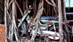 Cây cổ thụ ôm chặt cứng chiếc xe máy suốt 25 năm ở Bình Dương