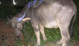 Trâu điên tấn công hàng loạt người dân ở Quảng Trị