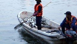 Hà Nội: Cá lại tiếp tục chết, bốc mùi hôi thối ở hồ Hoàng Cầu