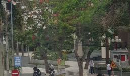 Hải Phòng: Ôm cua tốc độ cao rồi mất lái, nhóm thanh niên lao vào gốc cây bên đường ngã hàng loạt