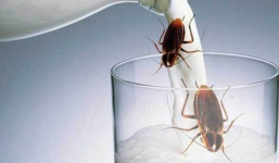 Sữa gián ngon và bổ gấp 3 lần sữa bò, nhưng người ta vắt sữa gián kiểu gì?