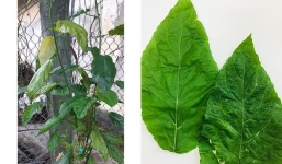 Bé gái phải truyền máu khẩn cấp do uống nước lá để chữa táo bón