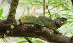 Con gái mua bình rượu thuốc đắt tiền về cho bố tẩm bổ, uống 7 năm mới phát hiện ra bò sát ngâm bên trong làm bằng nhựa