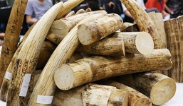 Cán bộ hải quan 'đánh tráo' sừng tê giác, ngà voi từ kho đi cá độ bóng đá bị truy tố khung tử hình