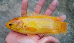 Bắt được cá rô đồng vàng óng quý hiếm