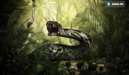 Quái vật nặng 1 tấn Titanoboa: Duy nhất 1 nơi trên Trái Đất có hóa thạch của nó - ở đâu?