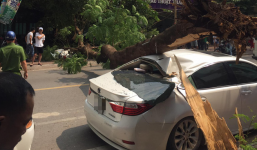 Hà Nội: Cây to bật gốc đè bẹp rúm xe sang Lexus đỗ ven đường