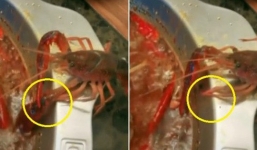 Sau khi tự phế một bên càng để thoát khỏi nồi lẩu, con tôm hùm đất được đem về nuôi như thú cưng