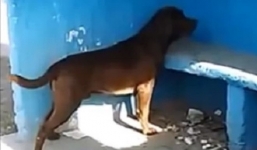 Kỳ lạ chú chó dành 3 ngày để nhìn chằm chằm vào một bức tường gây xôn xao cộng đồng mạng