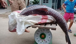 Yên Bái: Thêm một con cá trắm khổng lồ nặng 61kg sa lưới ngư dân trên hồ Thác Bà