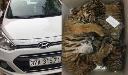 Kiểm tra xe con 4 chỗ phát hiện 5 cá thể hổ giấu bên trong