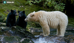 Bí ẩn con gấu đen toàn thân trắng muốt dù không bạch tạng cũng chẳng liên quan tới Bắc Cực