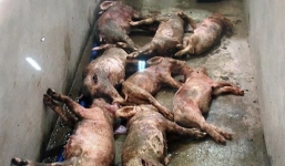 Hà Tĩnh: Đàn lợn bị đâm chết la liệt trong đêm