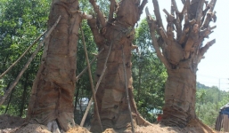 Phó Thủ tướng kiến nghị cấp phép vận chuyển 3 cây 'quái thú' trước 15/6