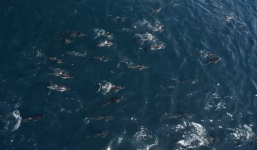 1.500 con cá heo 'bao vây' mẹ con cá voi lưng gù: Nguyên nhân đằng sau làm ai cũng bất ngờ