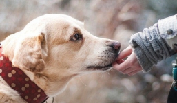 Chuyên gia cảnh báo sắp tới sẽ có cả cúm chó còn nguy hiểm hơn cả cúm gà và cúm lợn