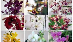 Singapore có áp dụng 'ngoại giao hoa lan' với lãnh đạo Mỹ, Triều Tiên?