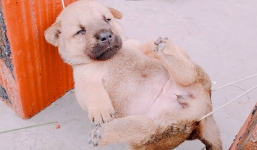 Tiết lộ thú vị về chú chó mắc võng ngủ trưa thảnh thơi nổi tiếng nhất MXH những ngày qua!