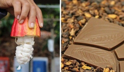 Hành trình biến hạt ca cao thành món chocolate vạn người mê qua lời kể của người thợ lành nghề