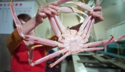 Cua Triều Tiên, nhân công lành nghề và 'cơn sóng ngầm' kinh tế tại biên giới Trung - Triều