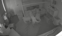 Đặt camera trong phòng, cha mẹ choáng khi phát hiện ra con gái có 'bạn' chơi đêm