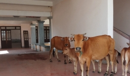 Nhường đất cho cty Formosa, trụ sở mới trị giá 33 tỷ đồng thành nơi trú ngụ của trâu bò, Bí thư xã nói gì?