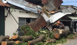 Cây cổ thụ bật gốc đè 3 căn nhà, bé gái 13 tuổi bị thương nhập viện ở Sài Gòn