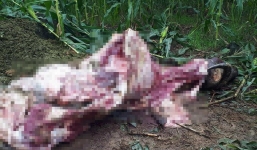 Kẻ gian dắt trộm trâu lên đồi xẻ thịt lúc nửa đêm