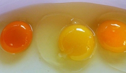 Tại sao cùng là lòng đỏ trứng gà mà quả màu đỏ cam, quả màu vàng nhạt?