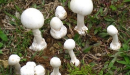 Ăn nấm lạ mọc sau nhà, 9 người bị ngộ độc