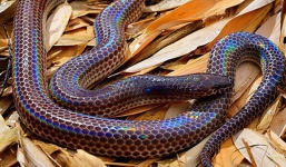 Loài rắn này cực lạ kỳ với khả năng phát ra màu sắc óng ánh dưới ánh nắng, có rất nhiều ở Việt Nam