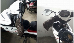 Sáng xuống hầm để xe, chàng trai tá hỏa khi nhìn thấy vật thể lạ bám trên xe