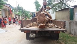 'Hợp đồng' cẩu trộm cây mít hàng chục năm tuổi có giá 40 triệu đồng