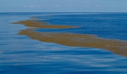 Bí ẩn về vùng biển duy nhất trên thế giới không có bờ, được ví như 'tam giác quỷ'