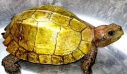 Thấy hai thanh niên mang 'rùa vàng' từ rừng ra, người dân mua rồi thả về tự nhiên