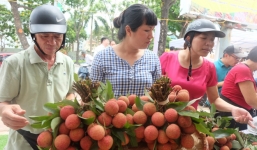 Hà Nội: 5 tấn vải Thanh Hà giá rẻ 'hết veo trong vòng một nốt nhạc'