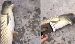 Chú cá 'đầu chim' kỳ dị đang làm nổi sóng cư dân mạng này liệu có thật?
