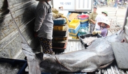 Cá kìm cờ 2,5 tạ sa lưới ngư dân