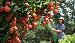 Vựa vải thiều lớn nhất miền Bắc đã vào mùa: “Mỗi năm chỉ có một lần nhộn nhịp như ngày hội, rất mệt nhưng vui lắm”