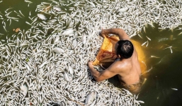 Hà Nội: Cá chết bất thường, nổi trắng kéo dài 100m ở hồ Tây